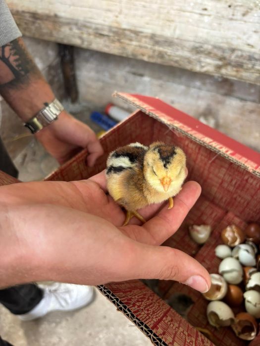 Pintos Marans e Araucana – 2 semanas