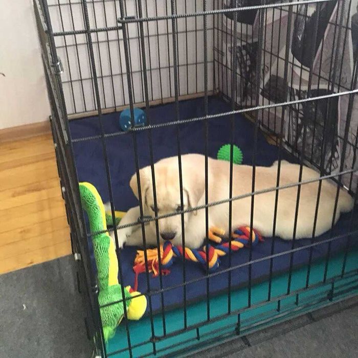 Вольер, клетка, клітка, переноска будка, домик для собак или кошек