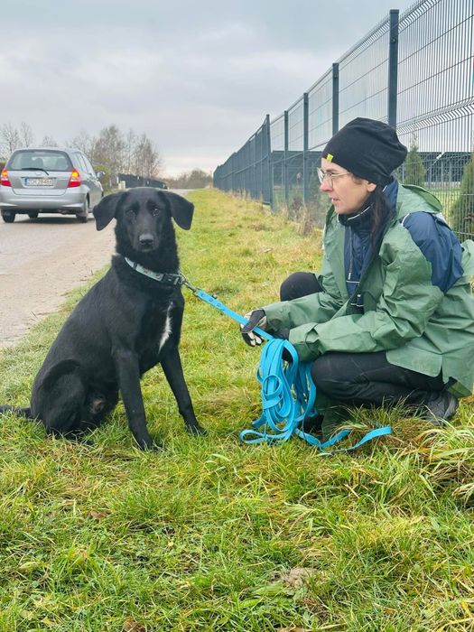 Duster, młody pies w typie owczarek z majorki, flat retriver