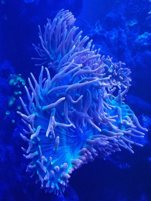 Anémona bubble quadricolor