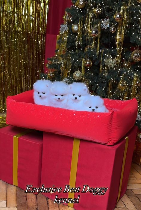 Реальний шик і ексклюзив. SUPER VIP цуценята.  Померанський шпіц