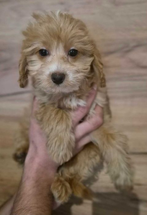 Labradoodle Sunia