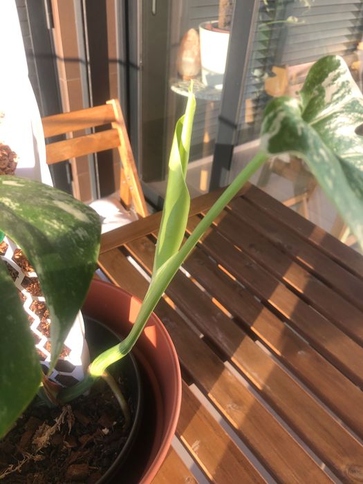 Monstera Variegata Porte Médio