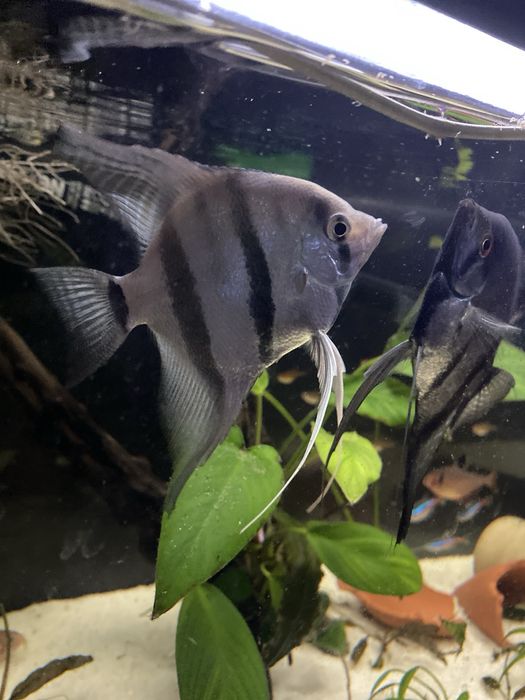 Aquario 70L  completo