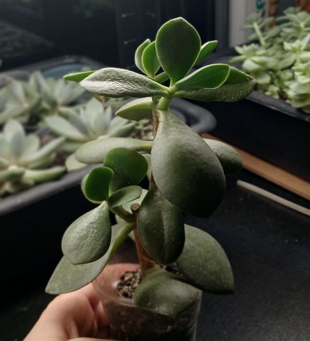 Продам кімнатні квіти