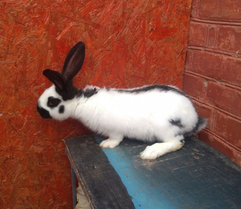 кролики породи Німецький строкатий