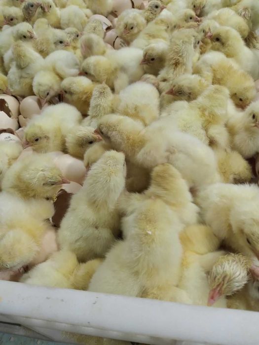 Добовий бройлер РОСС-708.