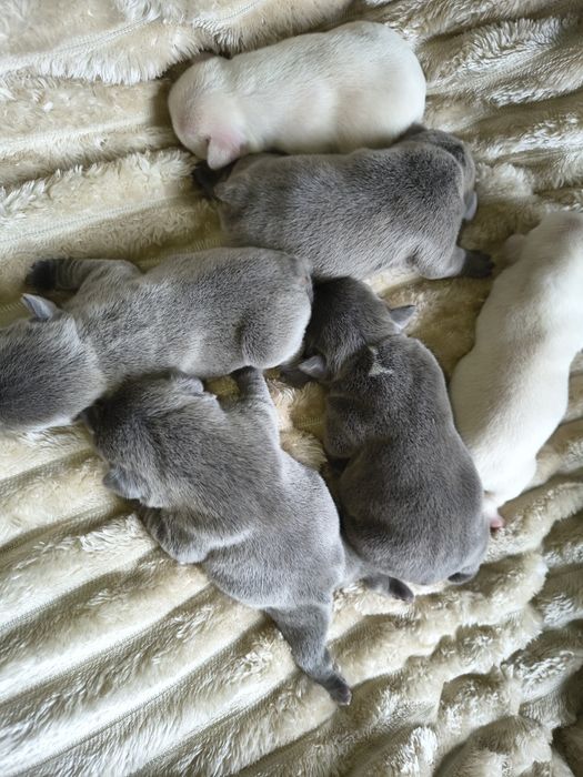 Buldog francuski umaszczenie lilac