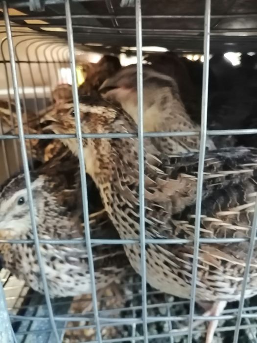 Перепела Фараон( Италия). Инкубационное яйцо под заказ.