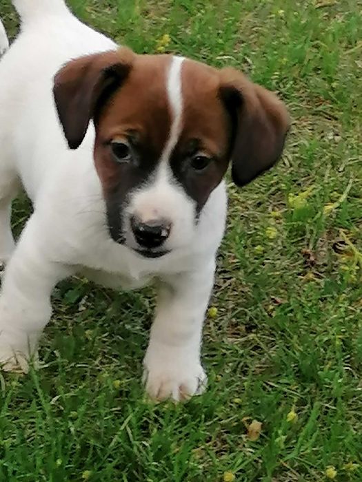 Jack russell terrier