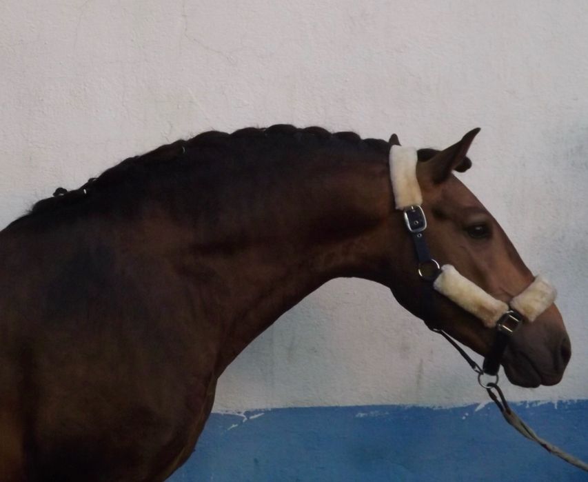 Cavalo cruzado lusitano