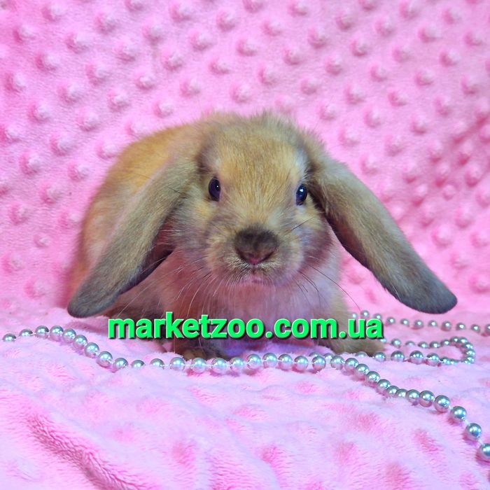 карликовые мини mini мiнi lop баранчик кролики сиамский вислоухий
