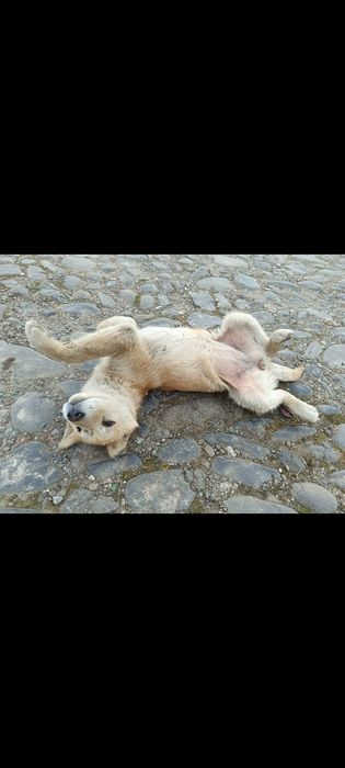 Віддам у добрі руки