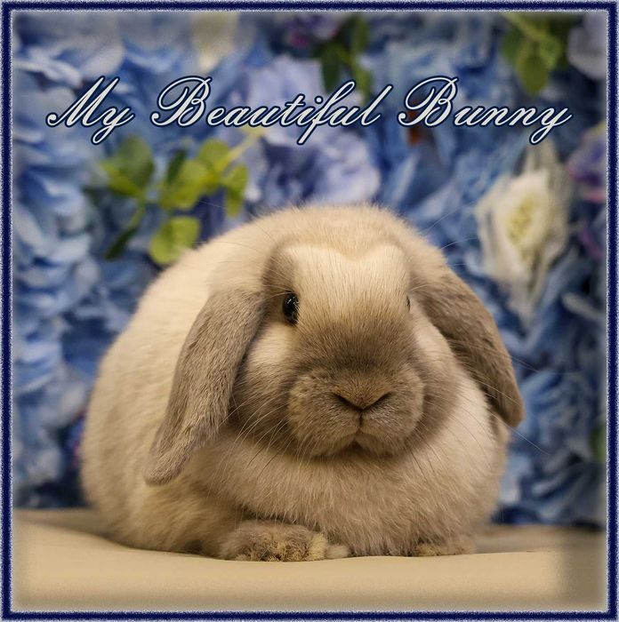 Młody Królik Mini Lop - Sallander