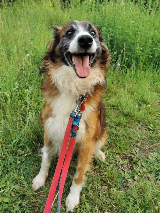 Mandu czeka na dom...