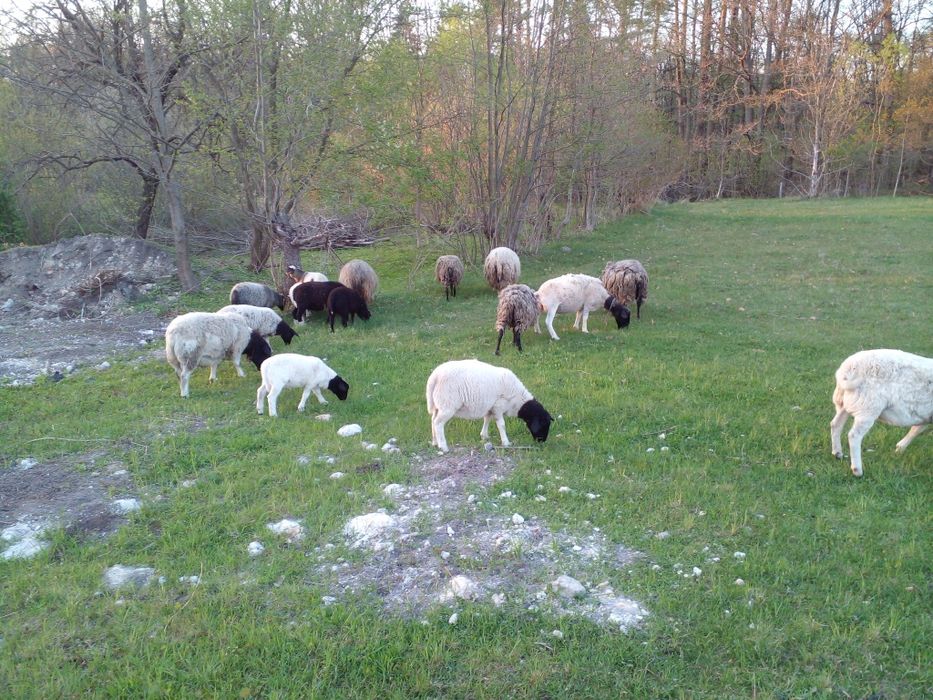 Продам вівці (молодняк, баранчики) проди дорпер,