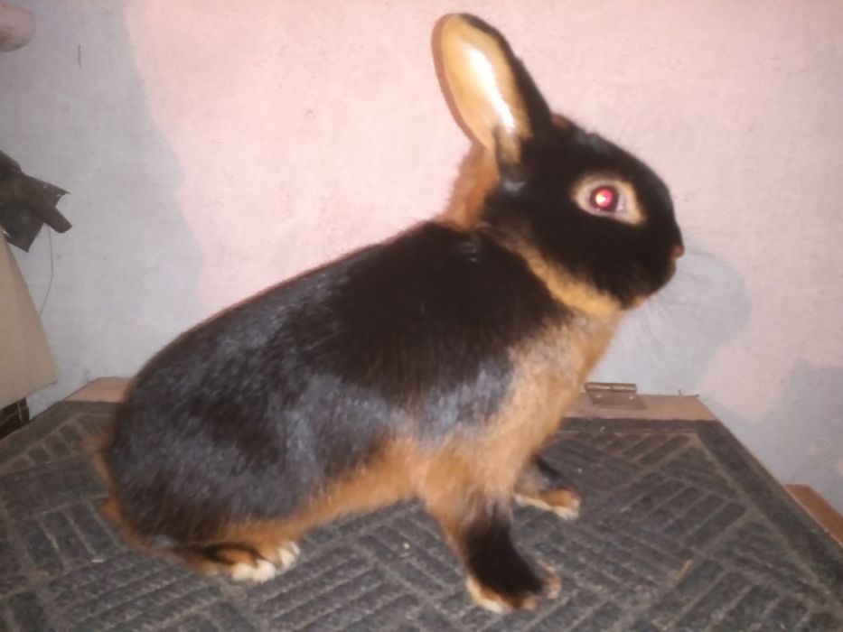 Królik, króliki podpalany czarny