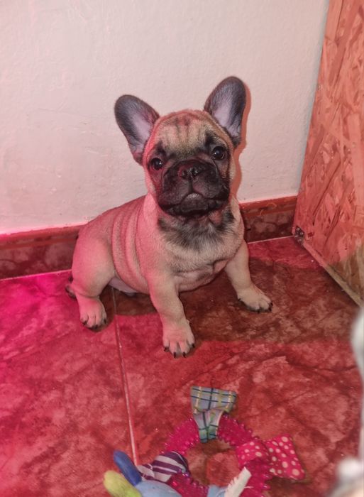 Bulldog Francês Descendente Campeões do Mundo