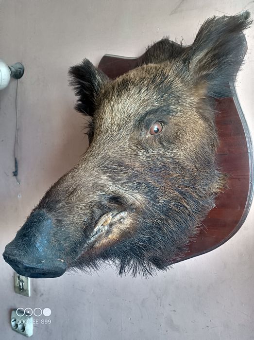 Продам чучело кабана