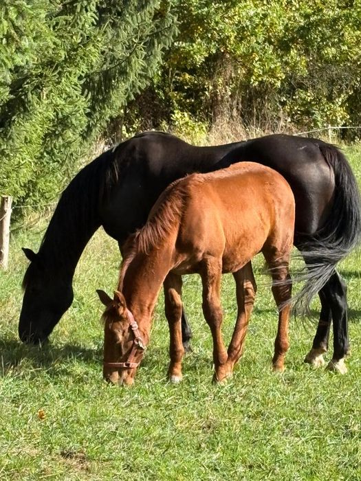 Półroczny ogierek po Renesansie