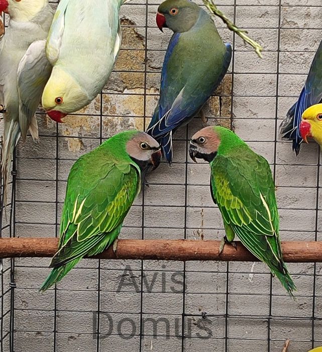 Ring Necks , Mustaches , Conures de Cabeça Azul