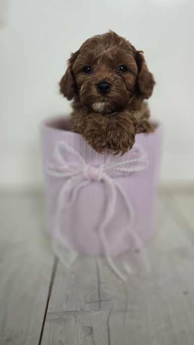 Cavapoo/ chłopczyk/ REZERWACJA