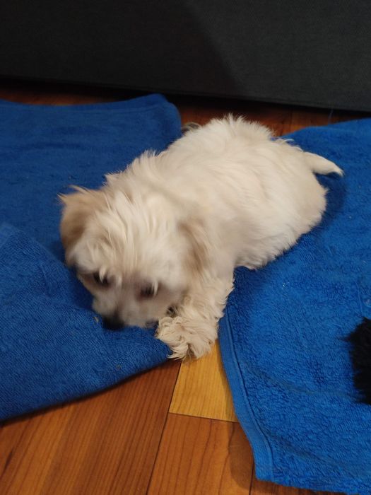 Maltańczyk szczeniak