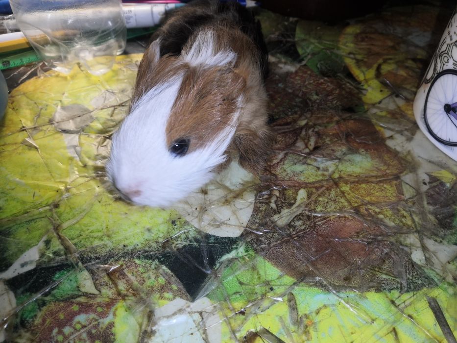 Продам морских свинок