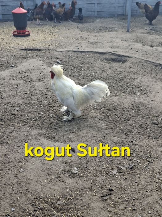 Bażanta i kurczaki ozdobne