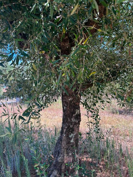 7 oliveiras adultas e produtivas