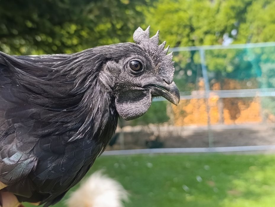 Ayami cemani kogut
