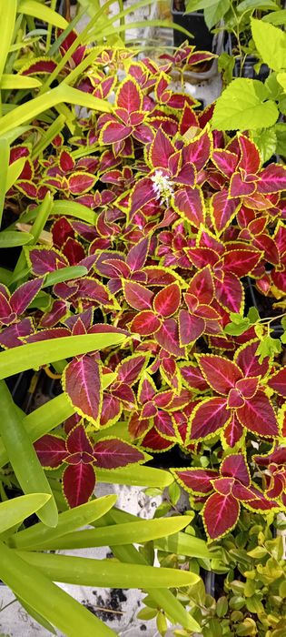 Coleus Solenostemon scutellarioides