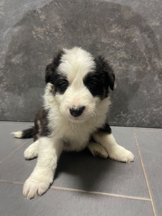 Border collie macho 3 meses