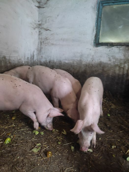 Продам свині 2,5місяці,по 40кг,4шт.