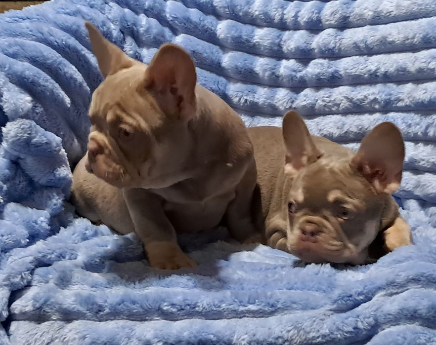 Французкий бульдог