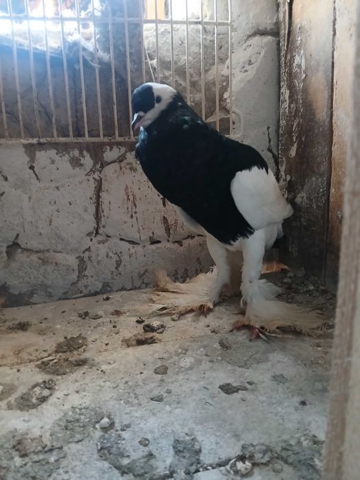 Garłacz czeski samiec młody