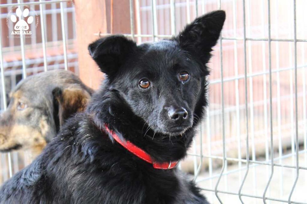 Fiesta poleca się do adopcji