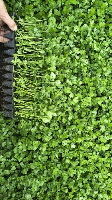 Sadzonka selera Talar