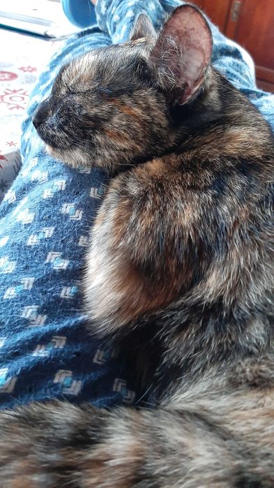 Zaginęła kotka szylkredka w Krosinku na ul. Wierzbowej