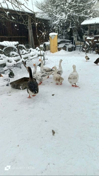 Sprzedam samce Gęsi