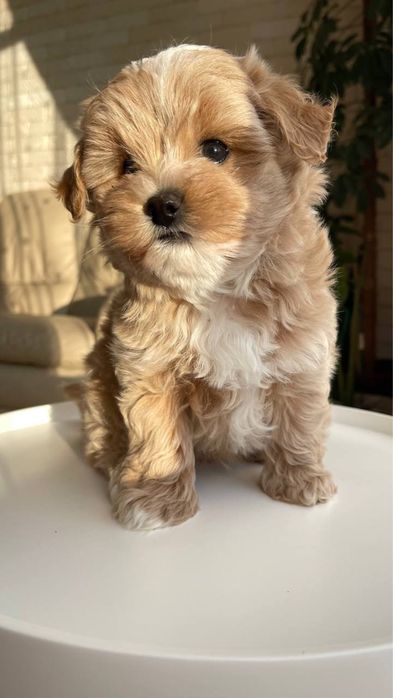 Мальтіпу ф1