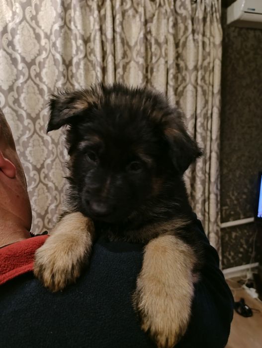 Довгошерсні цуценята німецької вівчарки