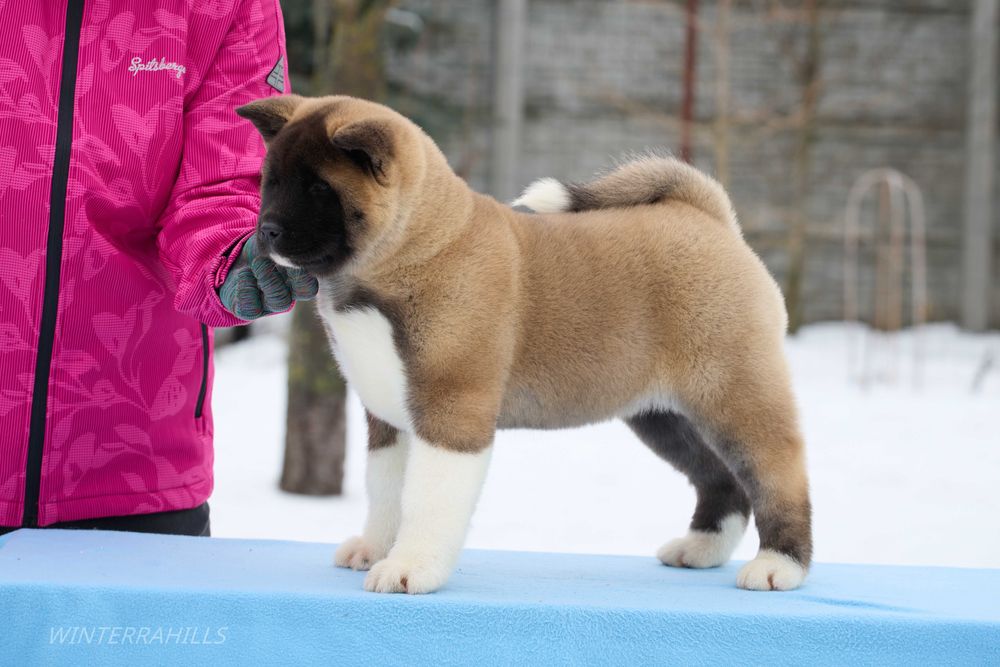Американська Акіта КСУ дівчата хлопці american akita females males FCI