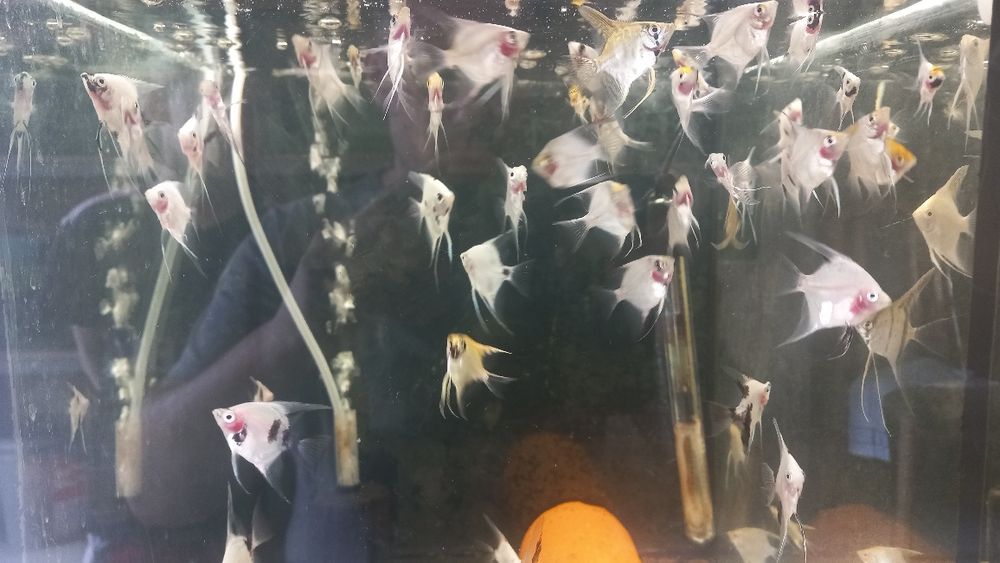 skalary własna hodowla