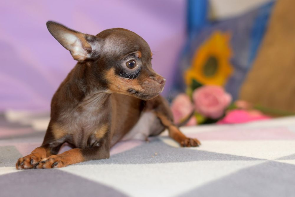 Шоколадная мечта