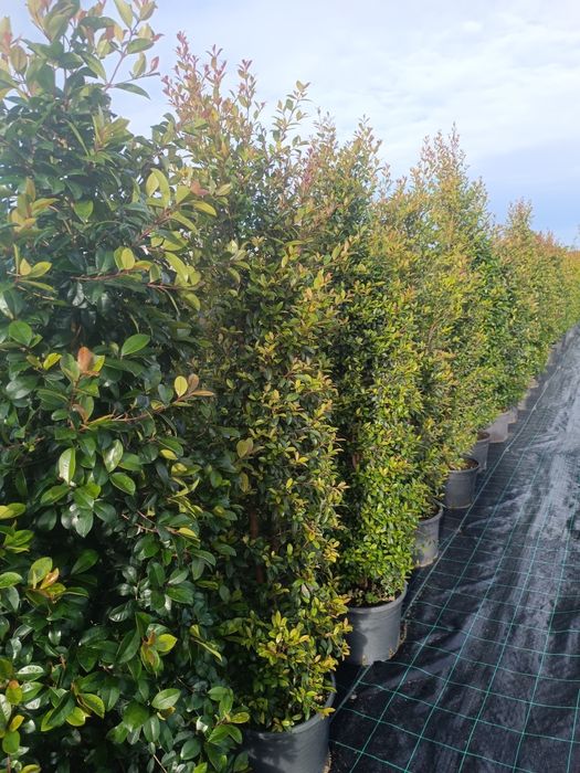 Vendo Eugénias vários tamanhos