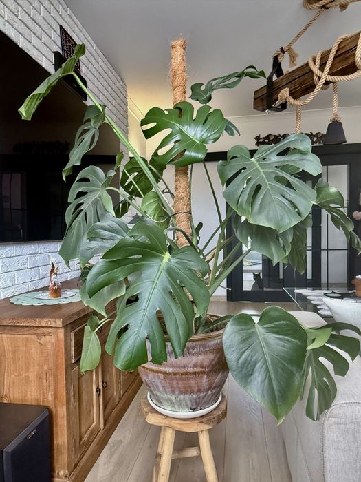Monstera deliciosa / dziurawa 130cm