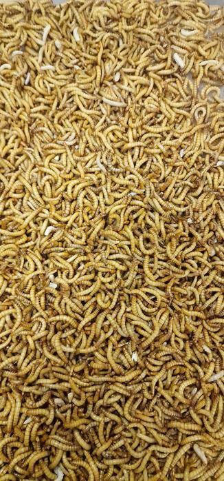 Macznik larwa 2litry