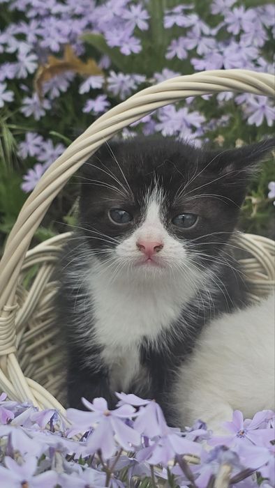 Отдам бесплатнл котят