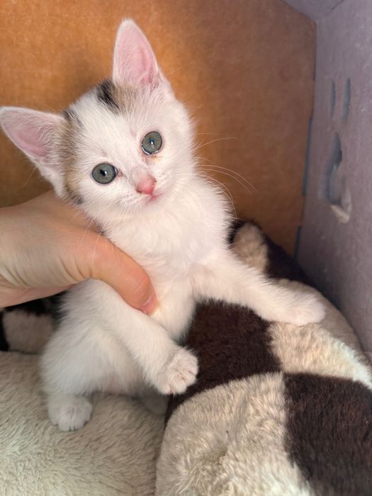Віддаємо котиків в добрі руки